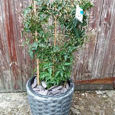 Jasmine on Trellis