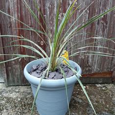 Green Cordyline in Grey Pot