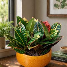 Codiaeum Bowl
