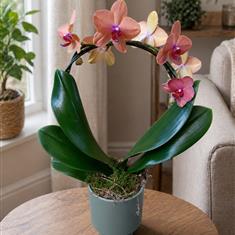 Phalaenopsis Hoop Orange