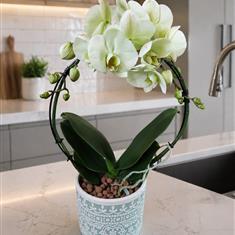 Phalaenopsis Hoop Green