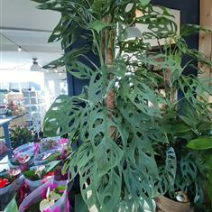 Monstera Plant on Moss Pole in wicker pot