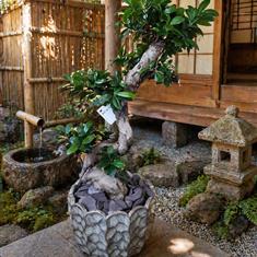 Ficus Ginseng Bonsai Tree