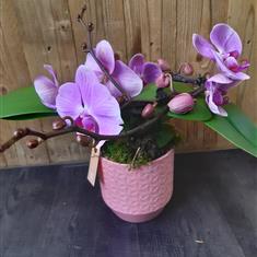 Pink Phalaenopsis in Ceramic Pot Cover