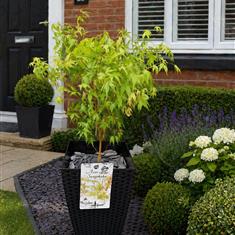 Acer in Black Pot