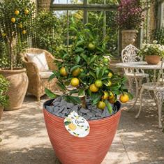 Calamondin Citrus Tree