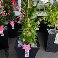 Mandeville Pale Pink Large