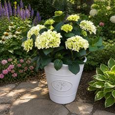 Garden Hydrangea White