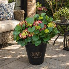 Garden Hydrangea Dark Pink
