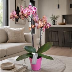 Phalaenopsis in cerise pot