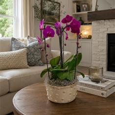 Phalaenopsis pink in a Ceramic Bowl