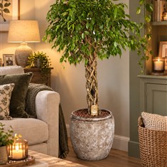 Ficus with Twisted Stem In Large Ceramic Pot