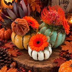 Pumpkin - Autumn Special