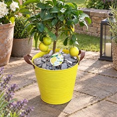 Lemon Tree in Yellow Planter