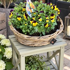 Viola Basket Large