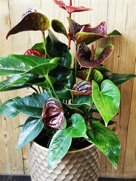 Chocolate colour Anthurium in Metal Pot SALE!! Beehive Florist Chelm